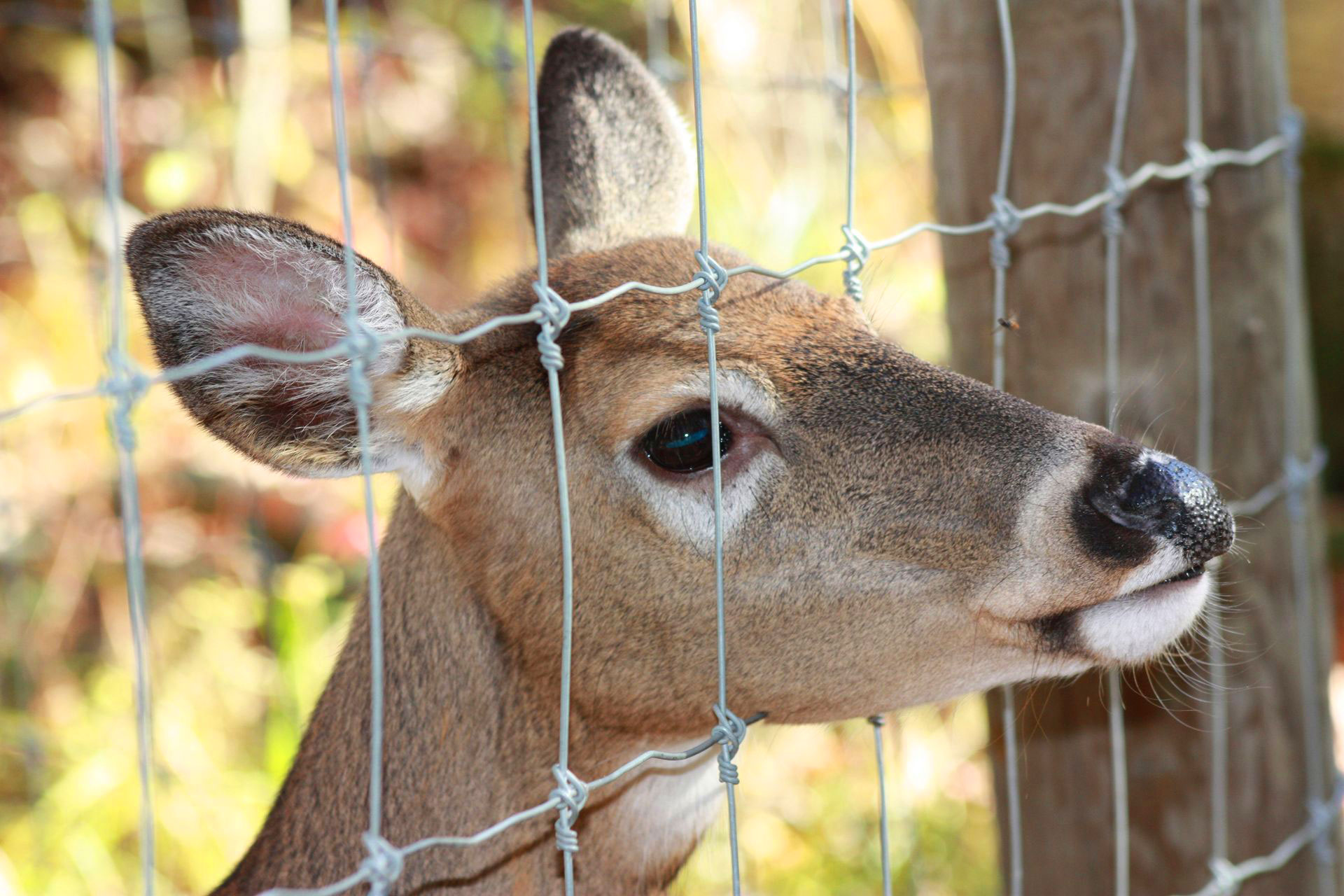 deer guard fence new jersey