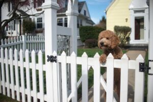 morristown pet friendly fence