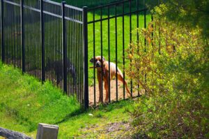 pet friendly fence